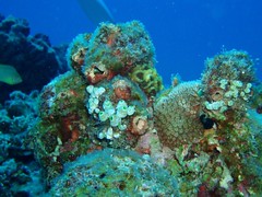 Diving at Kerama Islands - Day 2