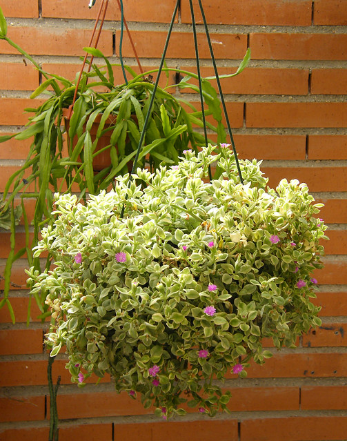 Aptenia cordifolia variegata y Ripsalis