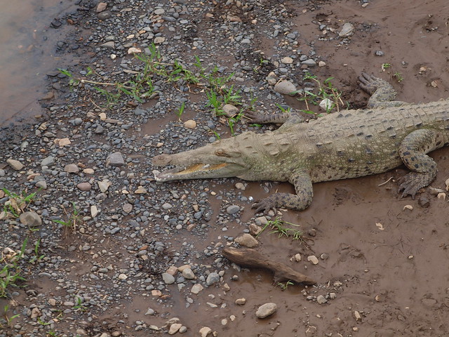 Crocodiles on Tarcoles River #2