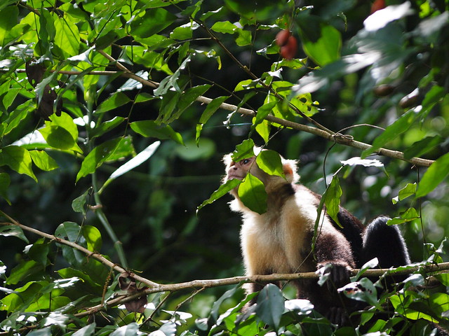 White face monkey (Capuchin monkey) #2