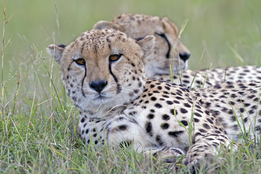 Cheetah Brothers resting by Wild Pixel Safaris