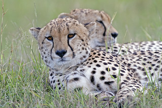 Cheetah Brothers resting | by Wild Pixel Safaris