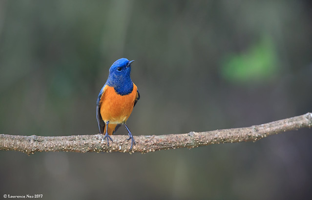 Blue-fronted Redstart (Phoenicurus frontalis) @ 云南高黎贡山百花岭, China_20170101_0092