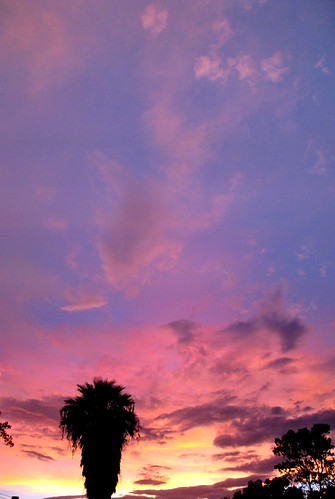 Sonoran Desert Oasis Pink Sunset Panorama | by Chic Bee