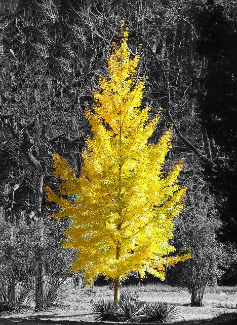 30 Fall Tree Yellow 2009 DSC08911 final
