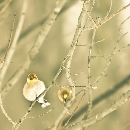 Christmas goldfinch asks: Are you looking at me??
