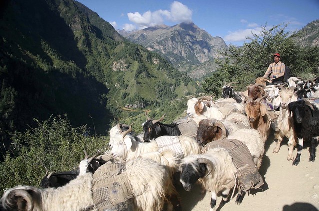 Working Sheep and Goats Tibetan Salt Train Karnali River Gorge Far Western Nepal Asia