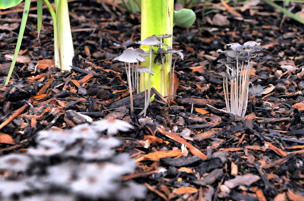 Mushrooms Caps Dirt Compost Texas Grow Morning Fungus Orga Flickr