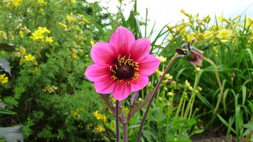Dahlia Happy Single Kiss | by F. D. Richards