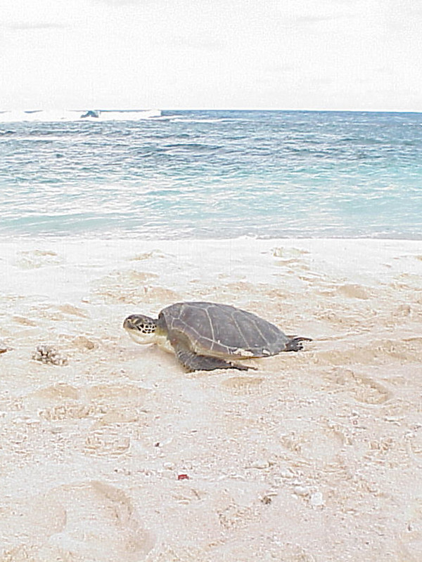Haggan or Haggan Bedi is the Chamorro name for the Green Sea Turtle. It's scientific name is Chelonia Mydas.

Shawn Wusstig/DAWR
