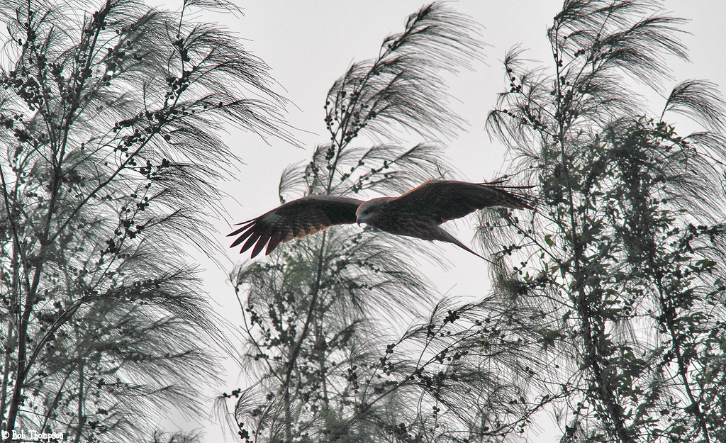 Black Kite Hunting IMG_5747xw.jpg by jingbar