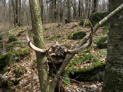 tree dead skull woods deer bones