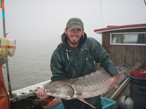 sturgeon 3