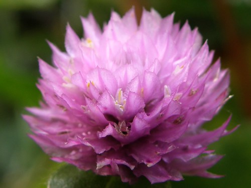 Pink Dwarf Gomphrena | by lika2009 (in the U.S.A.)