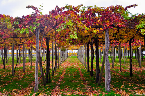 autumn red newzealand leaves yellow leaf vineyard vines nikon wine vine winery elevated marlborough winecountry d5000 huntersvineyards