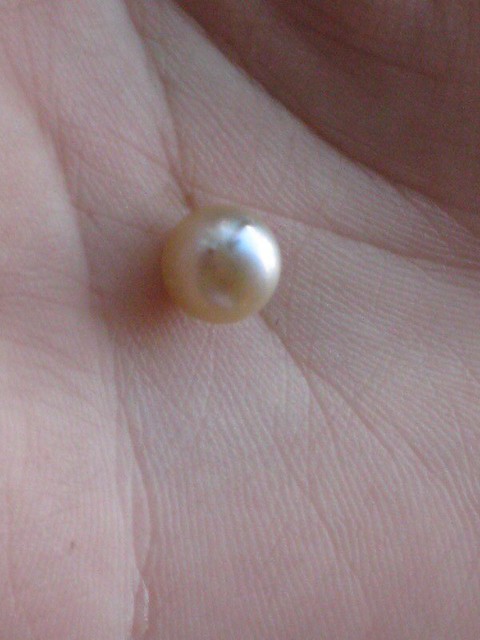Pearl from Flickr via Wylio