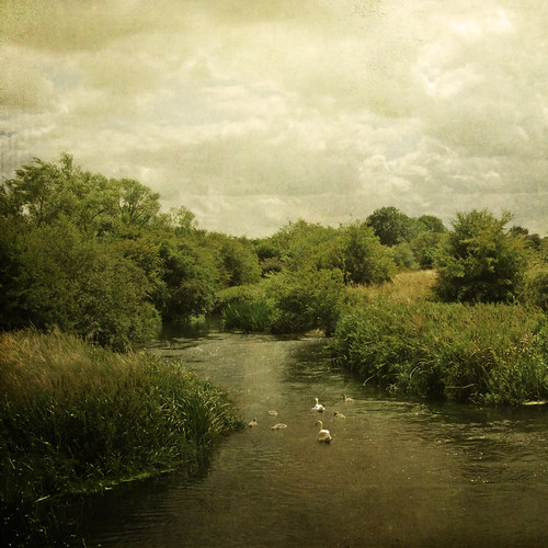 Swans at Yarwell by Aleeka dreams