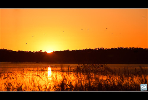 orange bird water birds silhouette sunrise canon dawn dam au australia queensland birdinflight samsonvale canonef70200mmf28lisusm northpinedam 5dmkii