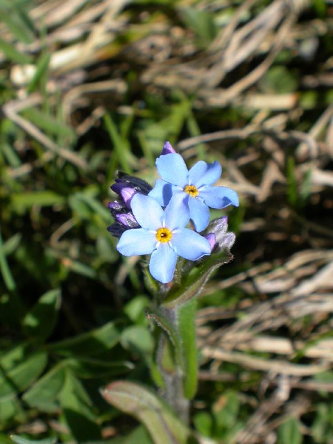 [Boraginaceae ] Myosotis alpina 29.05.2004 1