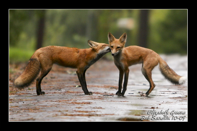 animal cards - red fox photo
