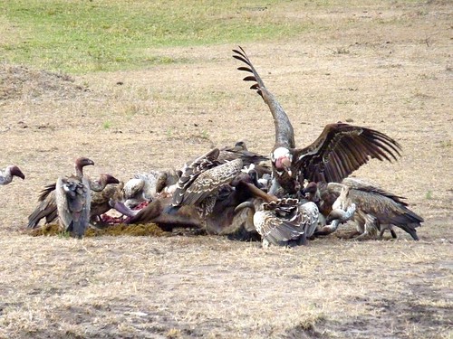 Vultures, Maasai Mara, Kenya
