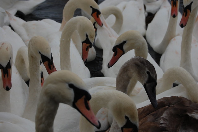 Swans, River Thames, Windsor