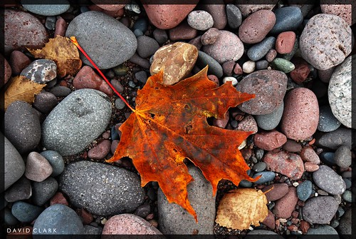 Leaf on Rocks by dcclark
