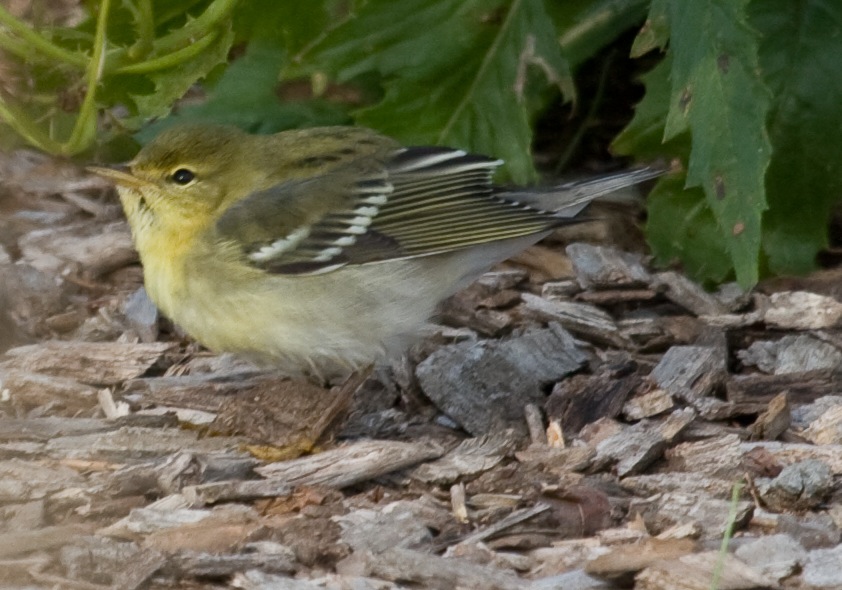 Blackpoll