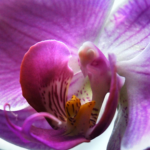 Orchid Close-up