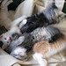 Kittens 2009 (Week 8.25)