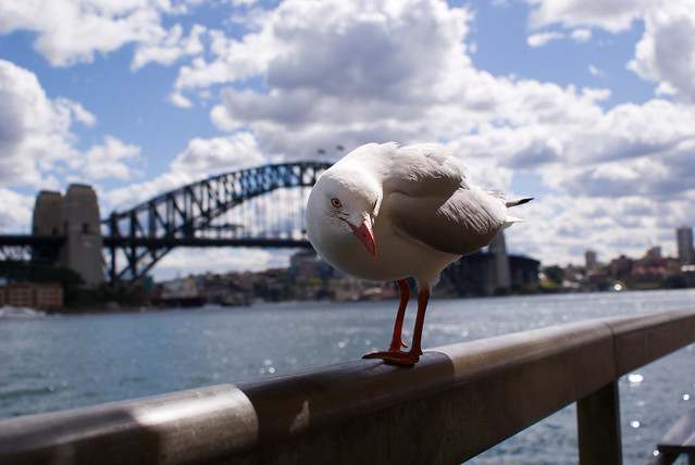 Sydney Harbour Gull