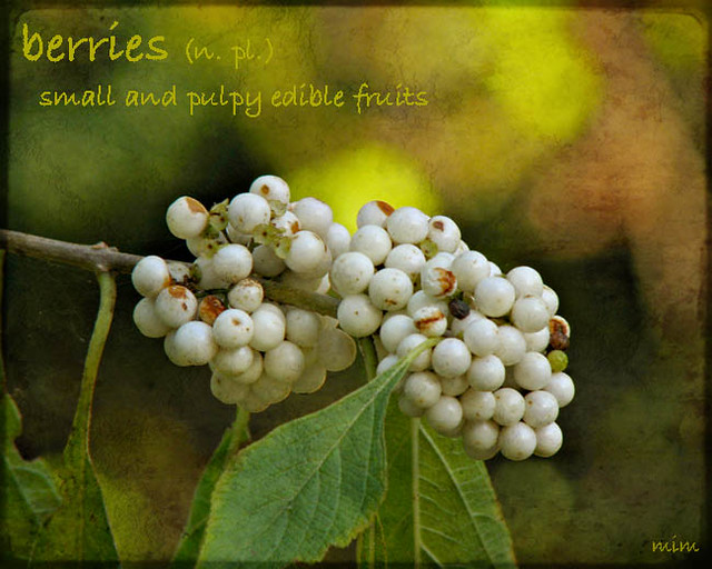 berries, defined