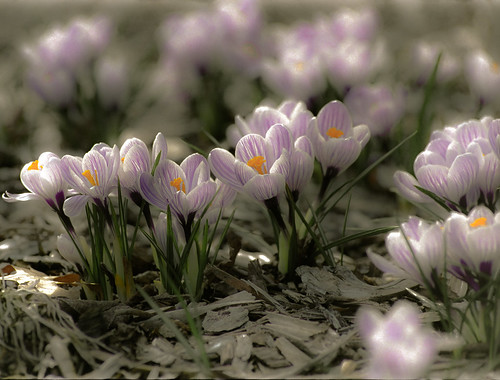 Crocus, Reaching for the Sun - Wisconsin, Dousman - Spring 2007_027-2-4 by Ilcaripawi
