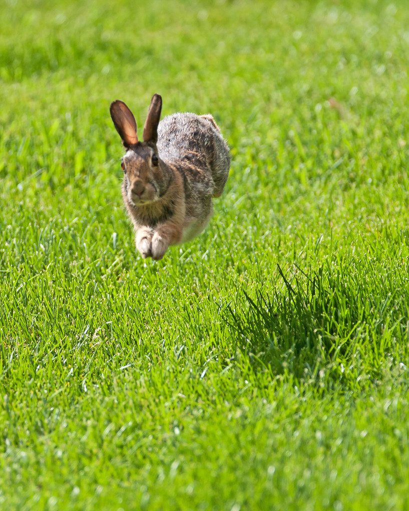 Зайчик убегает. Заяц бежит. Заяц убегает. Кролик убегает. Кролик со спины.