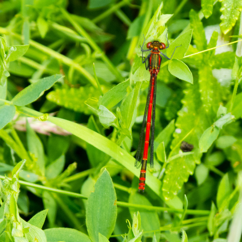 Large red damselfly