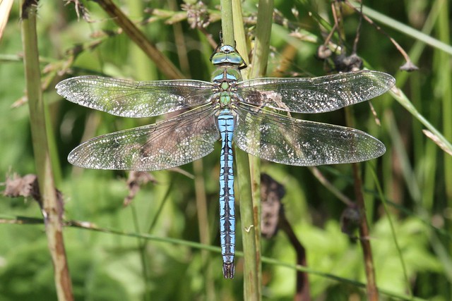 Emperor Dragonfly ~ Anax imperator ~ Selbrigg Pond (1)
