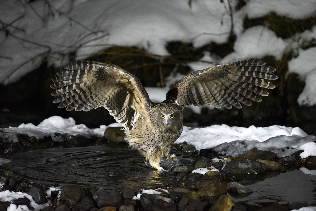 A magnificent Blakiston's fish owl catching a fish