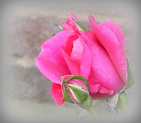 P1140293-002 Pink rose bud | by hartley_hare7491