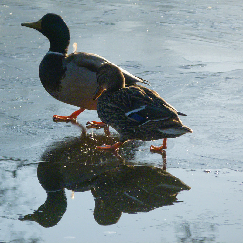 Mallards, slippy surface