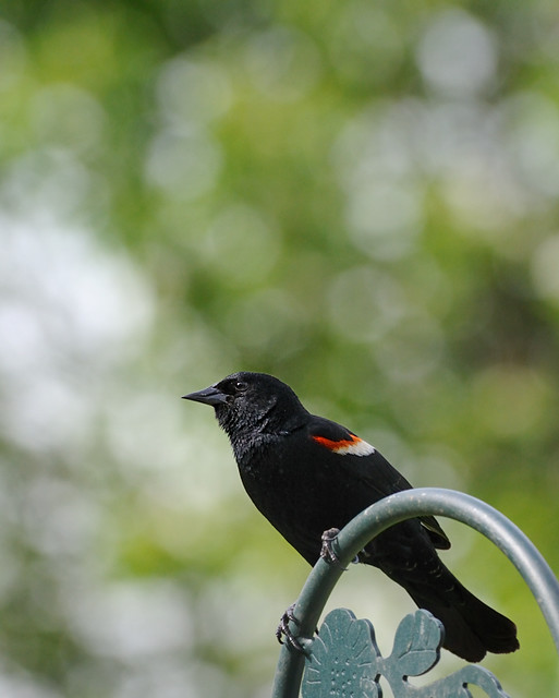 Red-winged Blackbird Bokeh