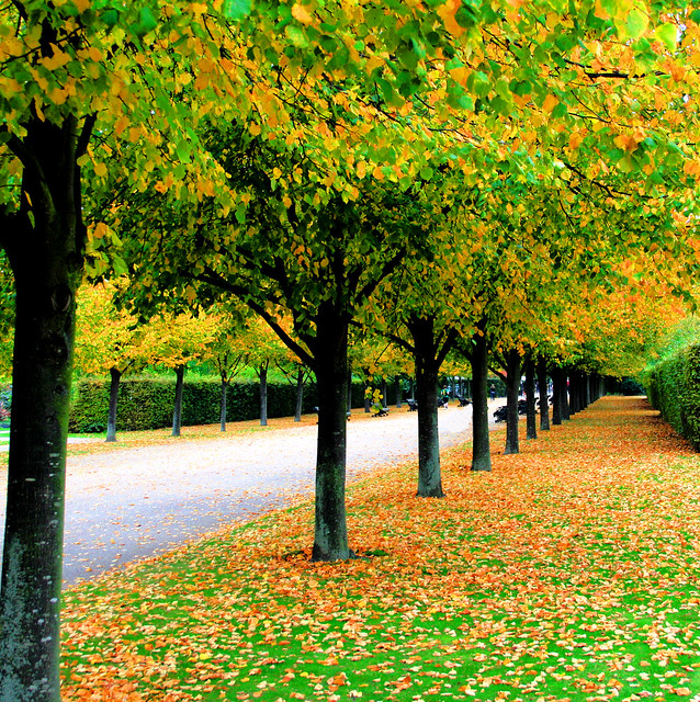 Regents Park at the beginning of Autumn