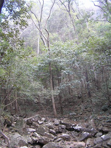 Thu, 11/29/2007 - 04:28 - Valley forest near 24-ha plot.
Credit: CTFS