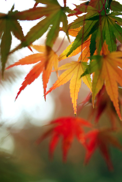 Autumn leaves ~綾~