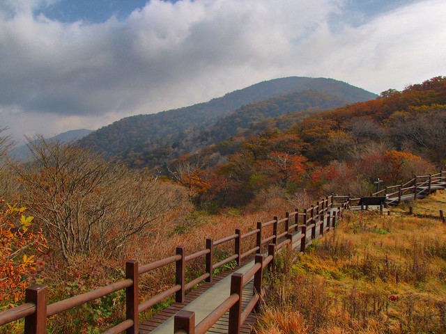 Wooden Path-Jirisan National Park-South Korea