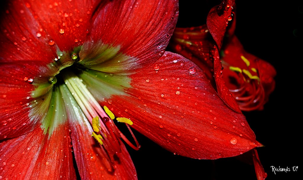 Red Lily by *Amanda Richards