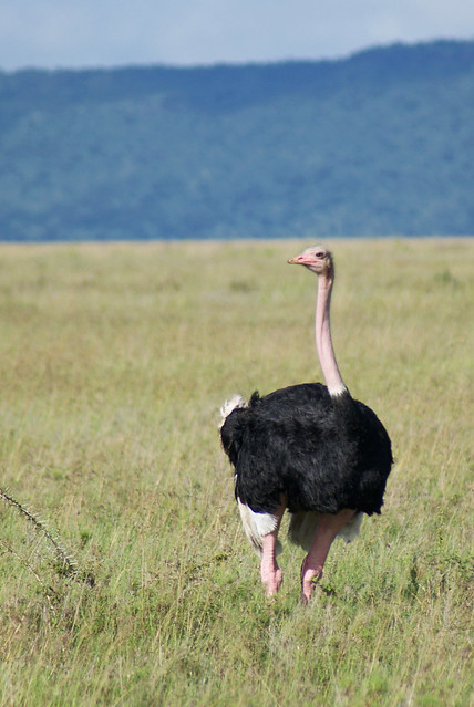 Common Ostrich (Struthio camelus massaicus)