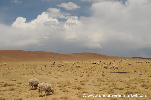 landscape desert sheep bolivia salartour