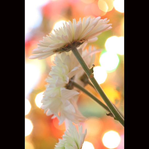 california christmas white flower macro fleur closeup canon lights blossom bokeh 100mm bloom alamo aster christmastreelights johnmorgan