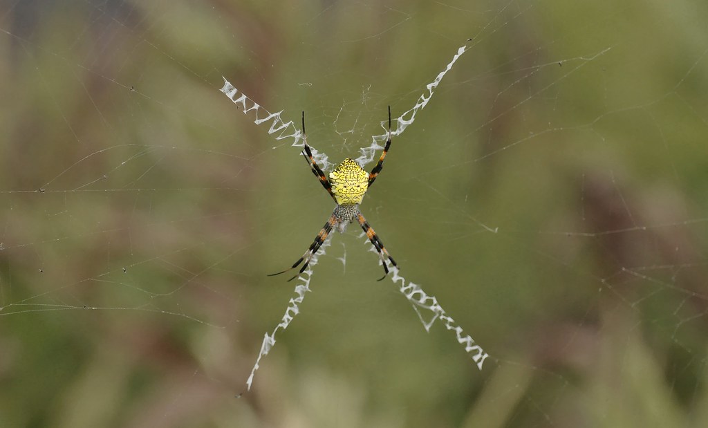 Hawaiian Garden Spider Argiope Appensa Dsc 0361 The Hawa Flickr