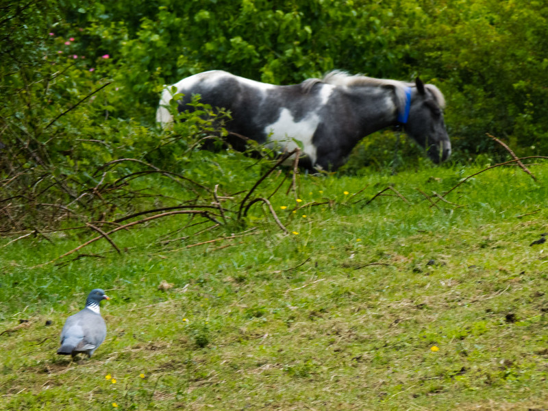 Horse and pigeon